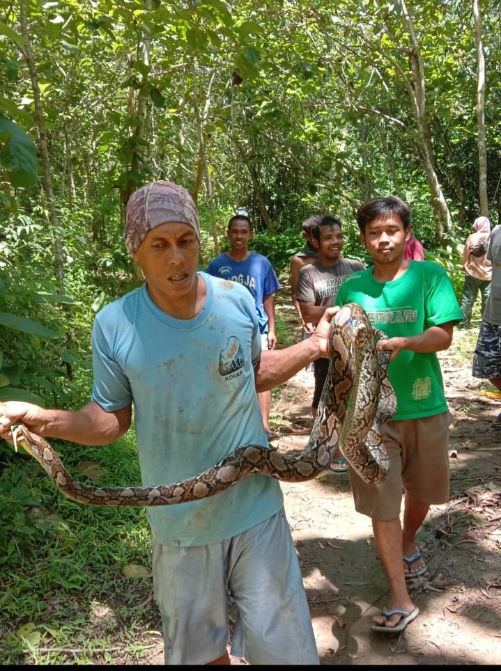 Warga Selo Timur Digegerkan Dengan Penangkapan Ular Sanca Kembang